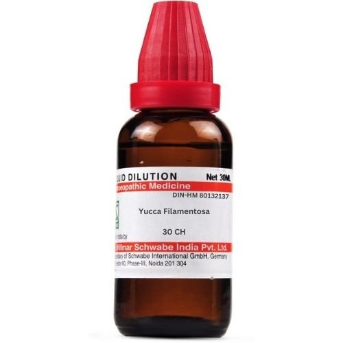 Yucca Filamentosa